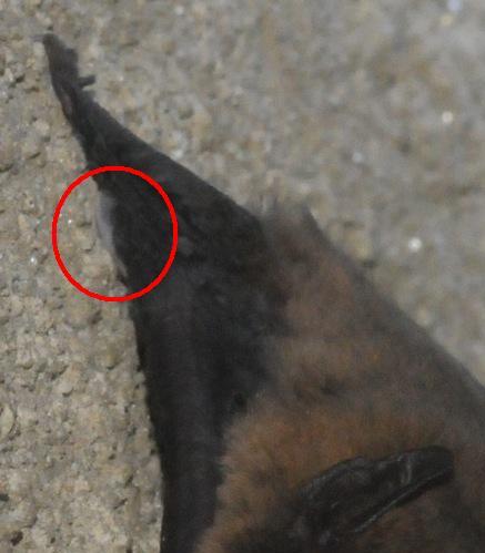 Pipistrello albolimbato - Pipistrellus kuhlii